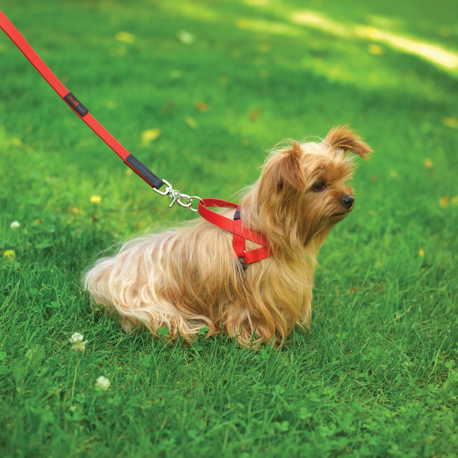 Freedom No Pull Dog Harness for Large & Small Dogs | Adjustable Walking Harness | Morvillo