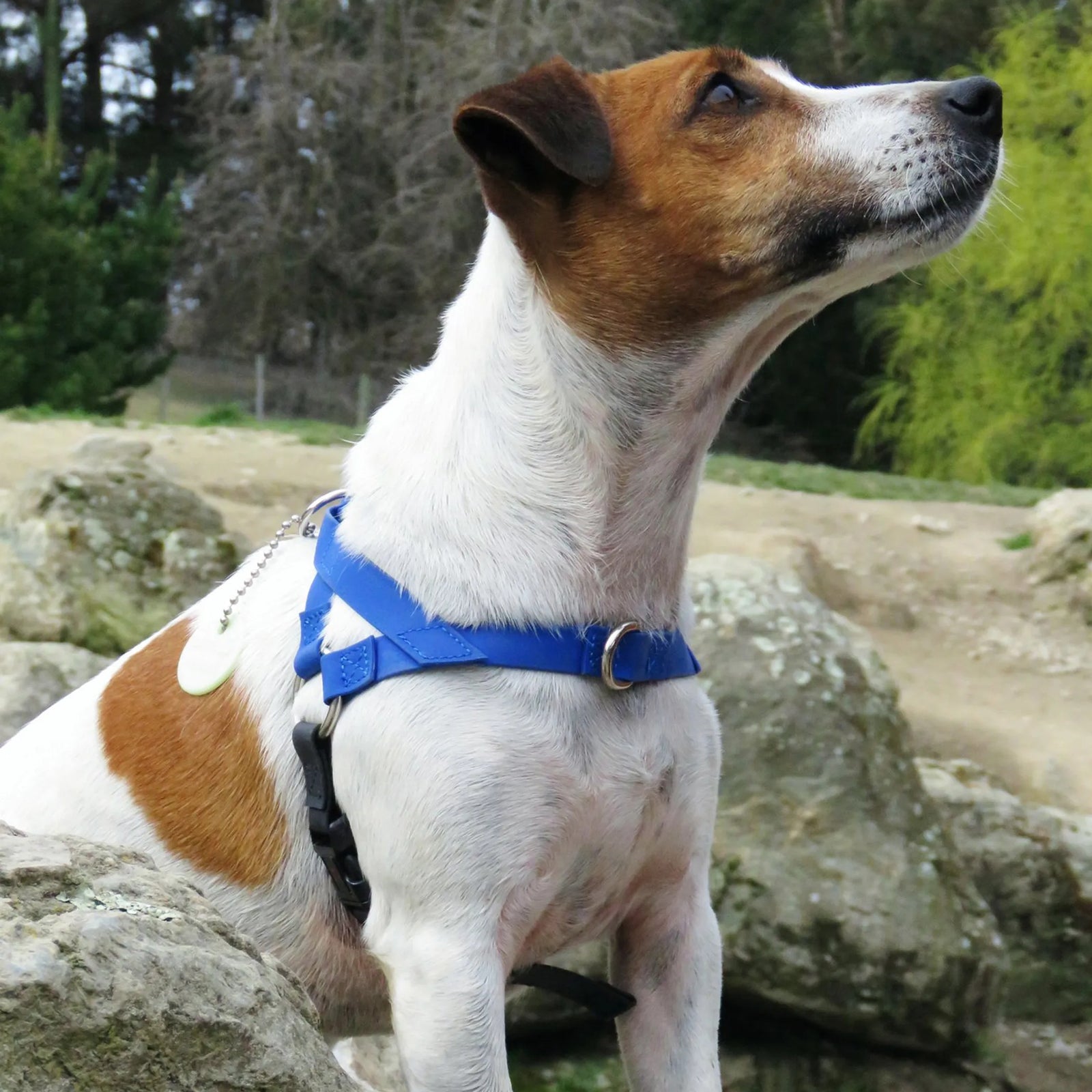 Freedom No Pull Dog Harness for Large & Small Dogs | Adjustable Walking Harness | Morvillo