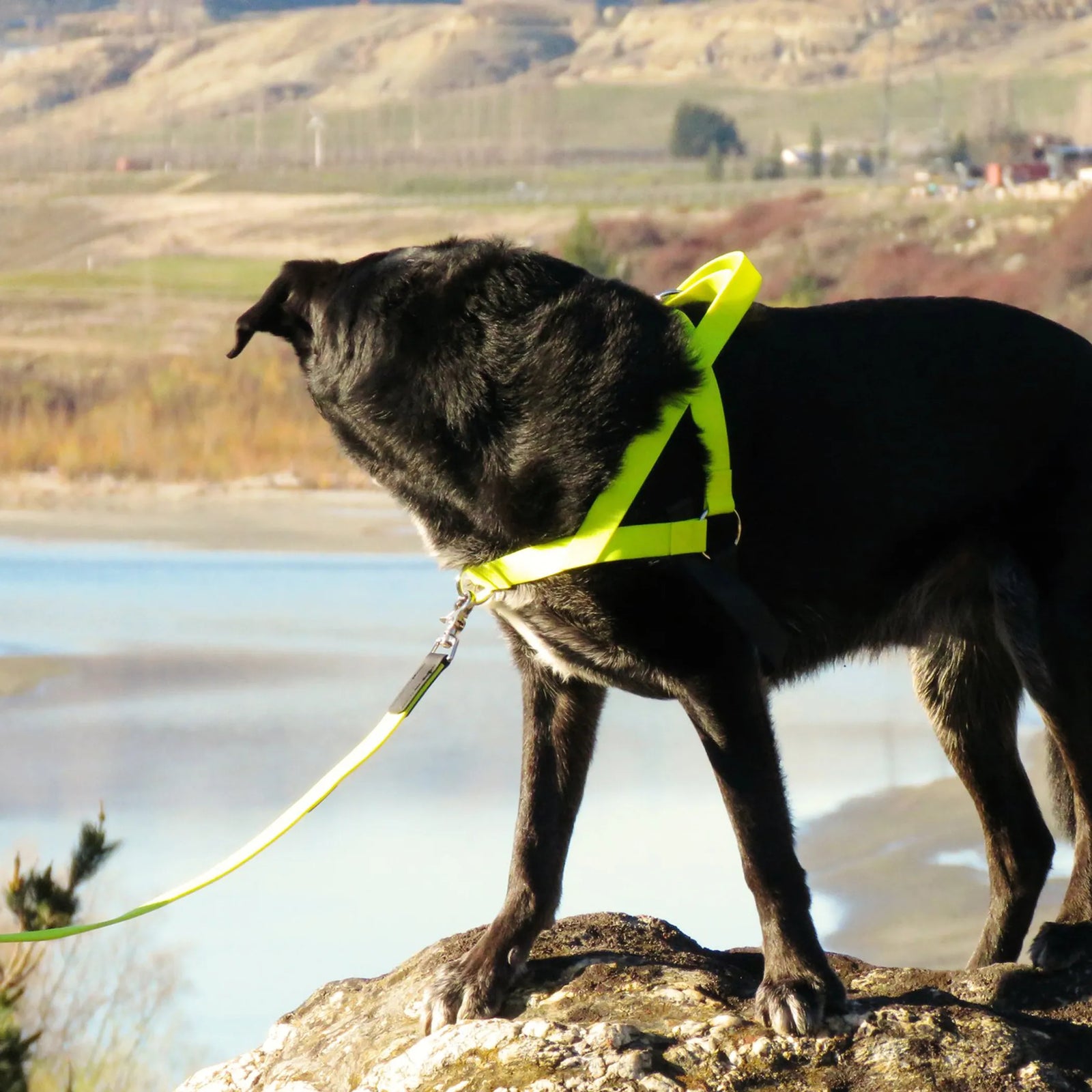 Freedom No Pull Dog Harness for Large & Small Dogs | Adjustable Walking Harness | Morvillo